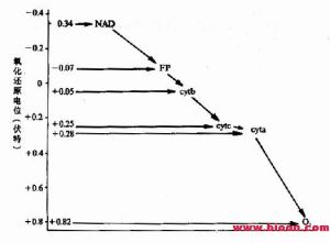 （圖）呼吸鏈