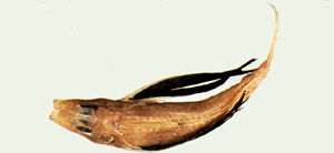 日本鱗角魚