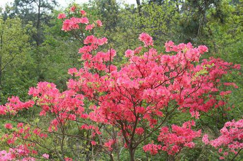 五蓮杜鵑花