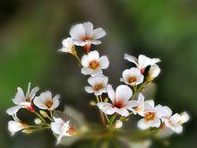 油桐花