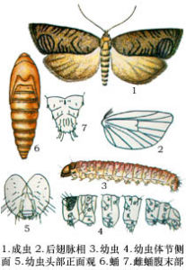 （圖）蘋果蠹蛾