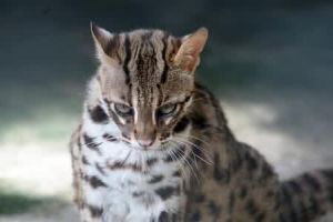 Leopard Cat