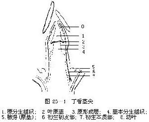 莖尖