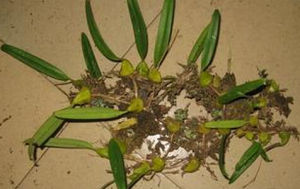 短耳石豆蘭 短耳石豆蘭