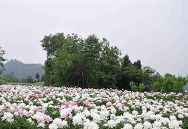 芍藥谷[四川省德陽市境內]