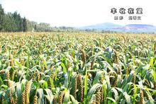 火山村穀子種植基地