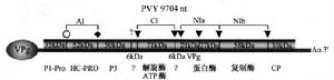 馬鈴薯Y病毒屬