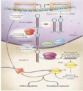 microRNA