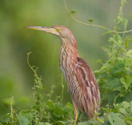 黃葦鳽