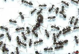 玉米毛蟻