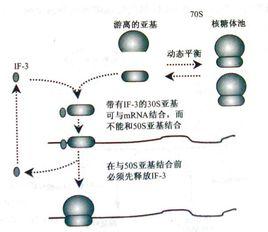 原核起始因子