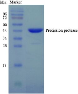 Prescission protease