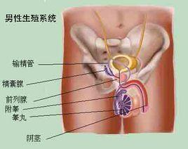 慢性睪丸炎