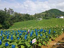 菸草產業成為農民增收致富的龍頭產業。