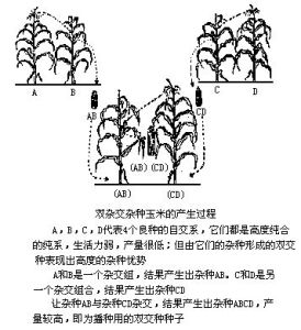 雙交種