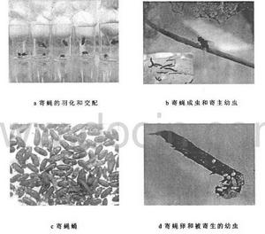 雙斑截腹寄蠅