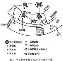 T4[甲狀腺素]