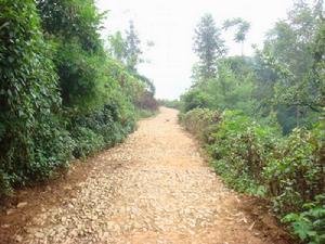 墳腳自然村進村道路