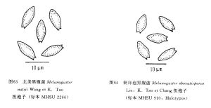 倒卵孢黑腹菌