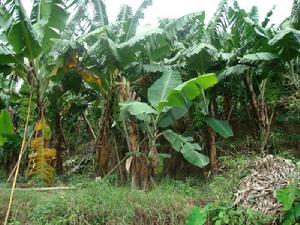 河壩子自然村香蕉種植