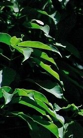 廣南槭