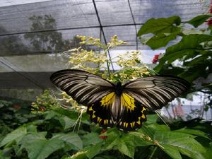 歐提德姆斯鳥翼裳鳳蝶