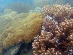 角尾國家珊瑚礁自然保區