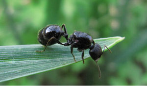 針毛收穫蟻