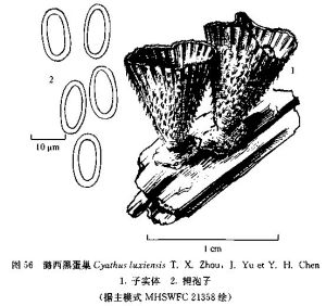 潞西黑蛋巢