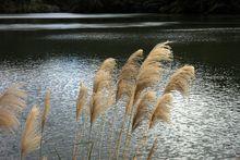 蘆荻[多年生挺水高大宿根草本植物]