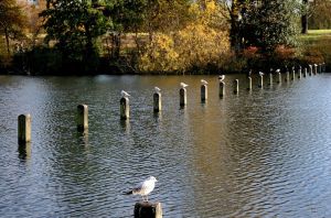 肯辛頓公園