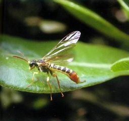 革紋平縫葉蜂