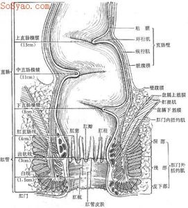 肛門直腸疾病