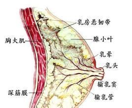 急性乳腺炎