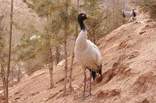 百鳥苑、水禽湖、珍禽館、猛禽區