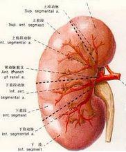 紫癜性腎炎