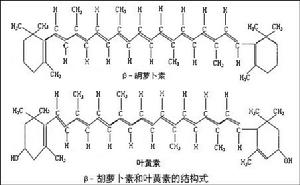 類胡蘿蔔素