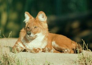 非洲野犬屬