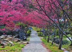 八仙山森林遊樂區