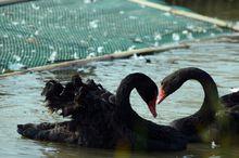 水鳥世界生態園