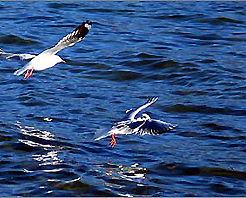 鄱陽湖口國家森林公園