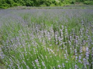 觀藍谷薰衣草觀光園