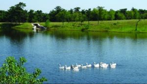 青松嶺森林公園