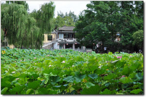 蓮湖公園荷花池