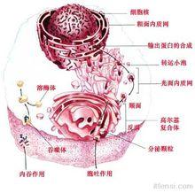 生物膜