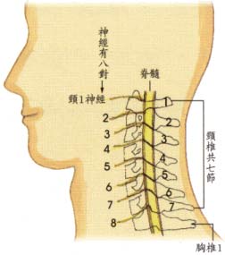 頸椎疾病