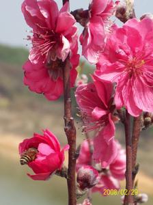 《花犯》