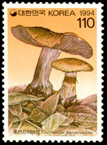 Cortinarius purpurascens