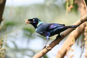 光彩麗椋鳥安哥拉亞種