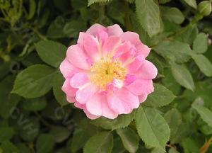 野薔薇